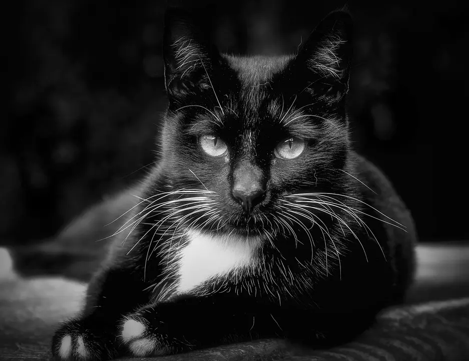 Katzenfutter getreidefrei