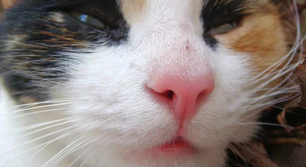 Diät Katzenfutter – online kaufen