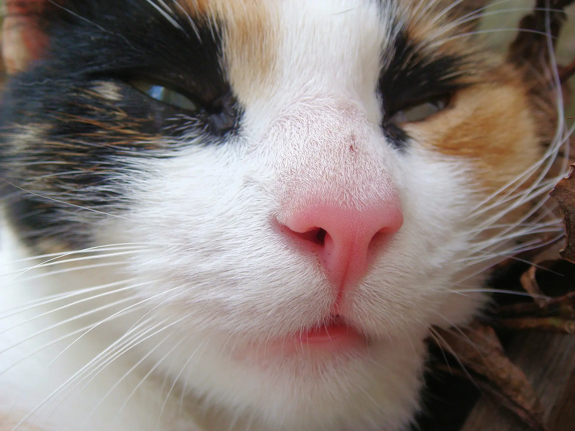 Katzenfutter Diät