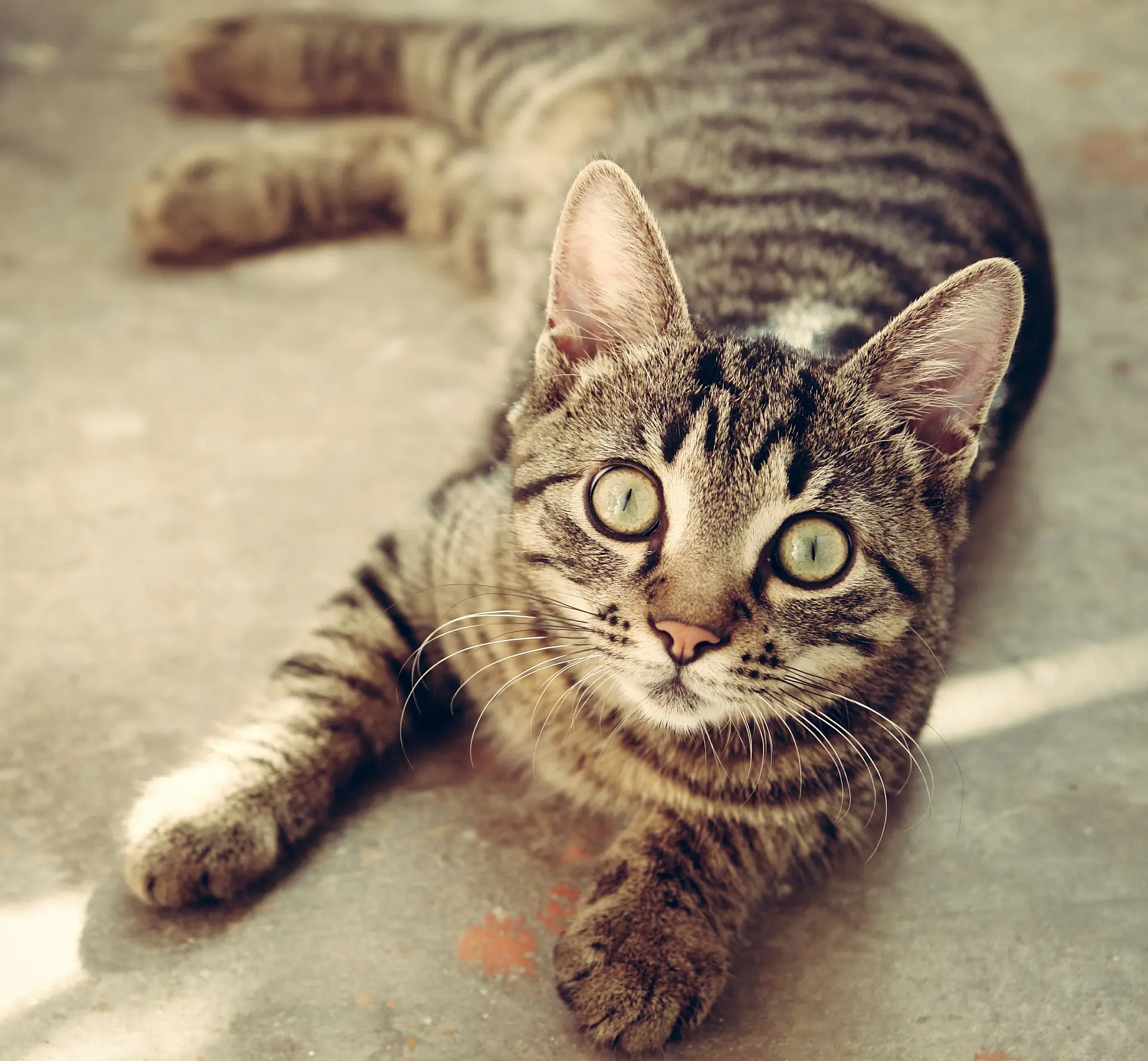 katzenfutter mit wenig phosphat