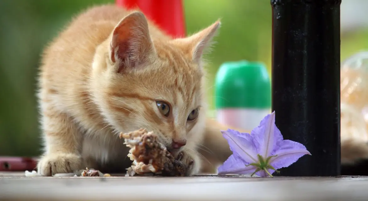 Wie sich die Ernährung der Katze auf ihre Gesundheit auswirkt