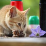 richtige ernährung katzen