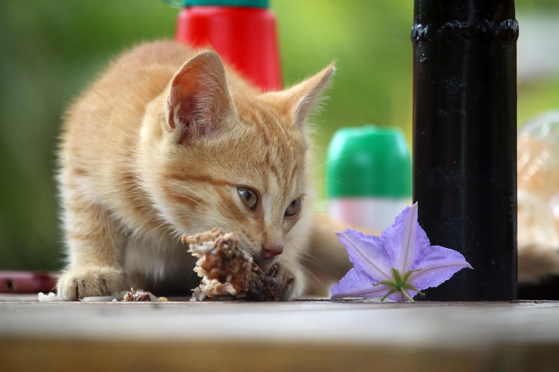 richtige ernährung katzen
